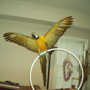 Crazy Birdie