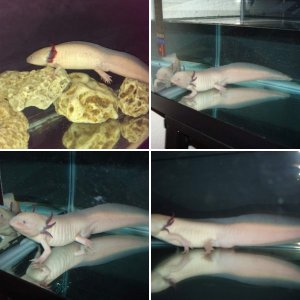 Yager's Axolotls