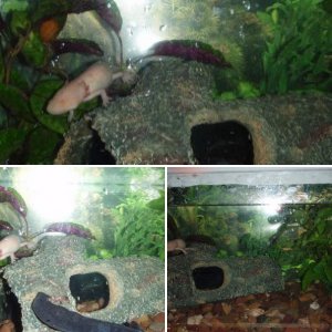 Axolotls (Ying & Yang)