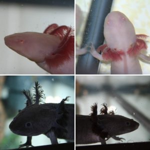 Axolotls