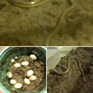 Ophisaurus ventralis & Her Eggs