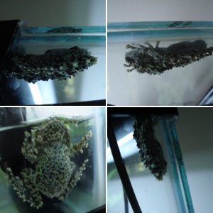 My Vietnamese Mossy Frogs (Theloderma corticale)!