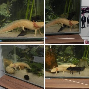 my Axies