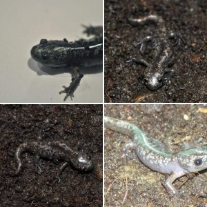 Marbled Salamander