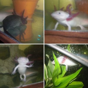 My axolotl's and there set up's