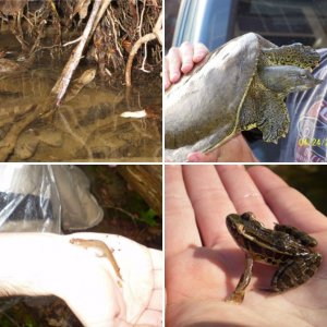 Herp Pics and Adventures