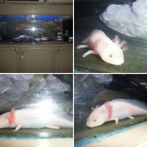 my axies