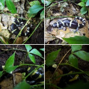 Ringed Salamanders