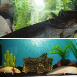 Jean's Axolotls