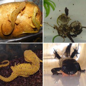 frogs,toads,sallies,newts