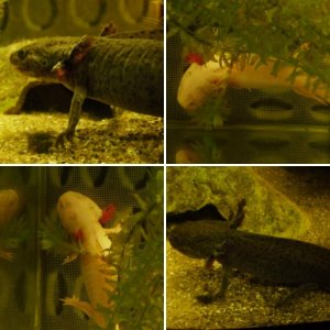 axolotls