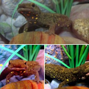 Happy newts