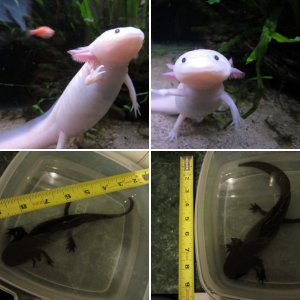 Axolotls