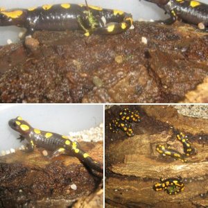 Salamandra