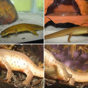 N.v.l. Larvae and Efts