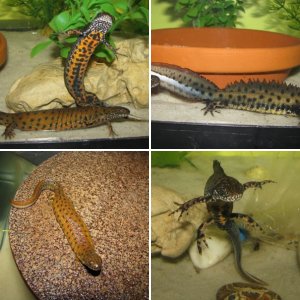 Triturus Dobrogicus(New and improved)