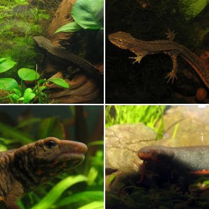 Newts