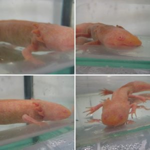 Axolotls