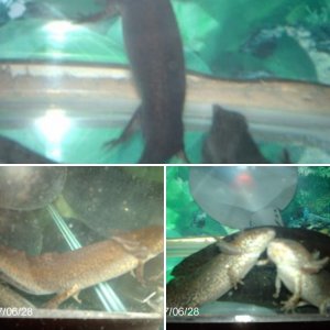 axolotls