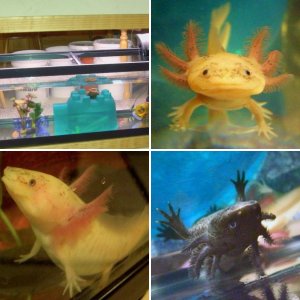 Axolotl Teenagers