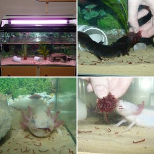 My Axolotls!!!