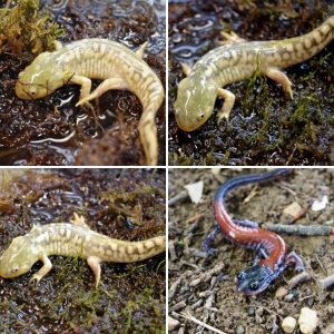 North American Salamanders