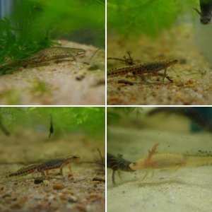 European Newts