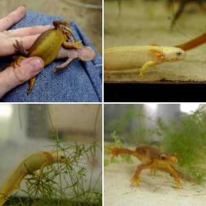 North American Newts