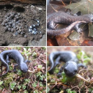 Ambystoma