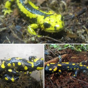 Salamandra