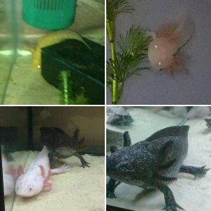 My Axolotls