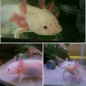 Afton Crafton the Axolotl