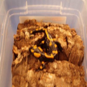 Fire salamander