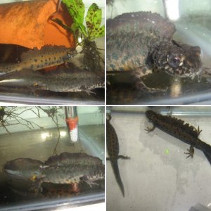 European newts