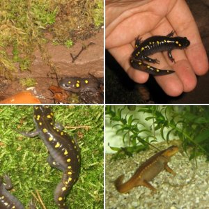 All other newt- & salamanderspecies