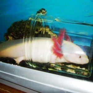 axolotls