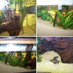 My Spainish Ribbed Newt tank