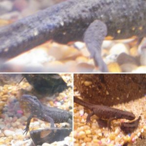 My Warty Newt