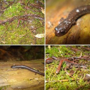 Humboldt County Field Herping