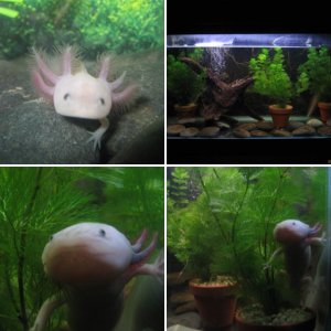 40 Gallon Axolotl Tank