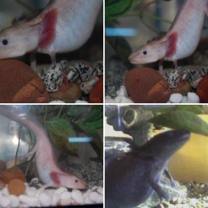 Axolotl