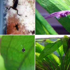 african dwarf frogs