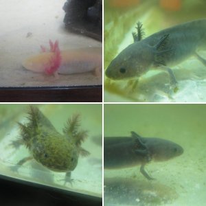 Axolotls