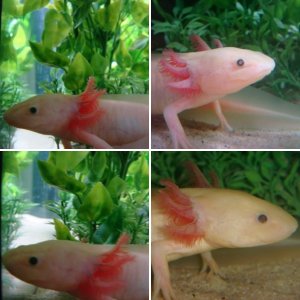 axolotls