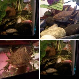 Smaug the Axolotl