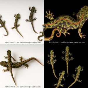 Joel Sartore Pics