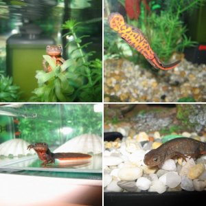 my chinese firebelly newts