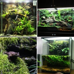 terrariums and others