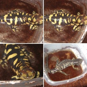 Tiger Salamander