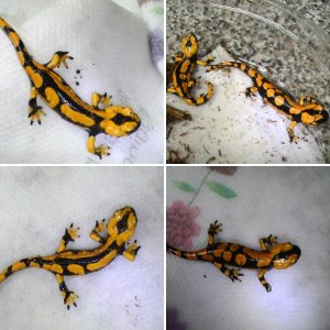 Baby Fire Salamanders